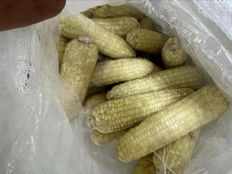 常年销售各种糯玉米产品玉米下脚料欢迎来电咨询量大从优