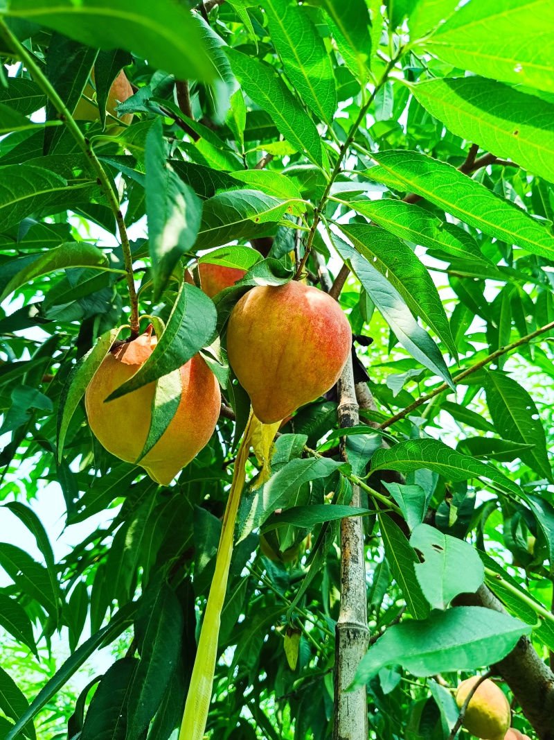 深州蜜桃，现摘现发