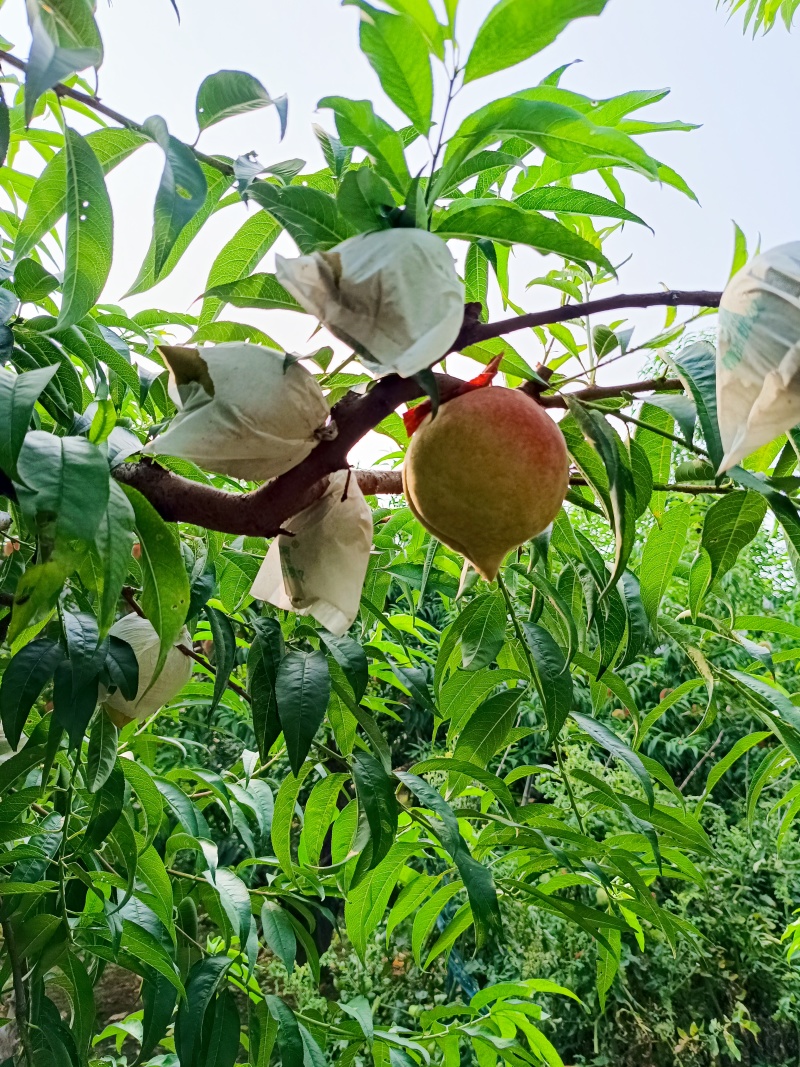 深州蜜桃，现摘现发