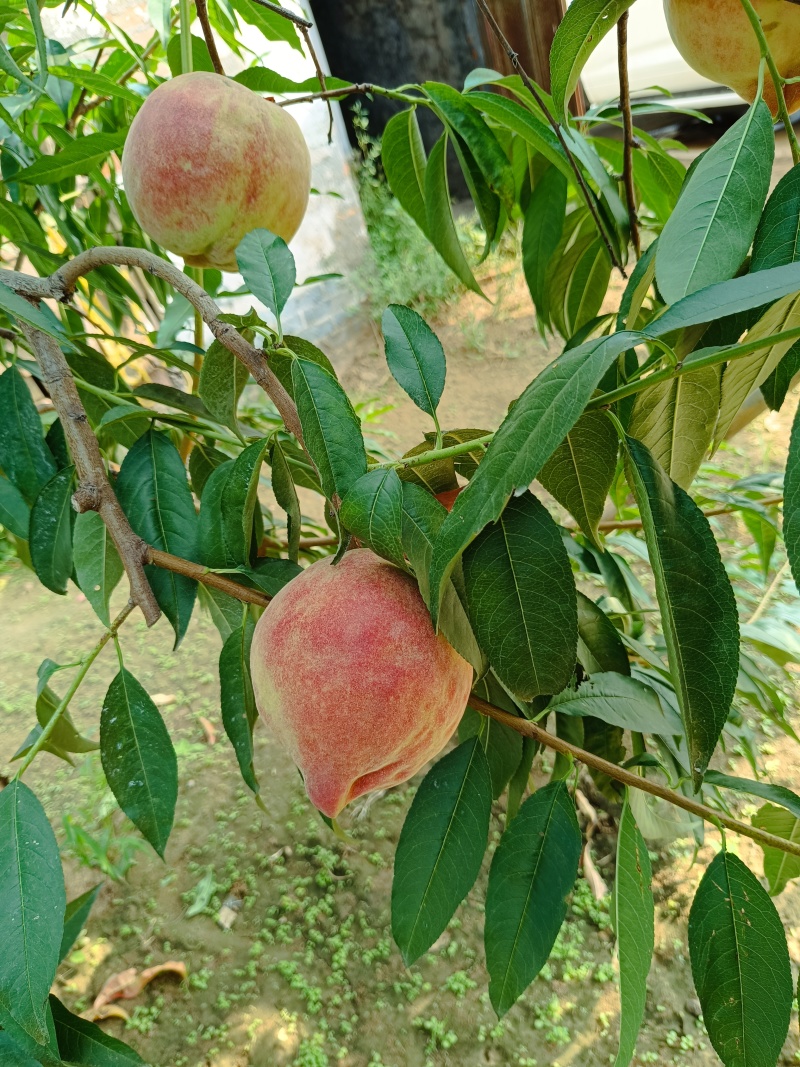 深州蜜桃，现摘现发