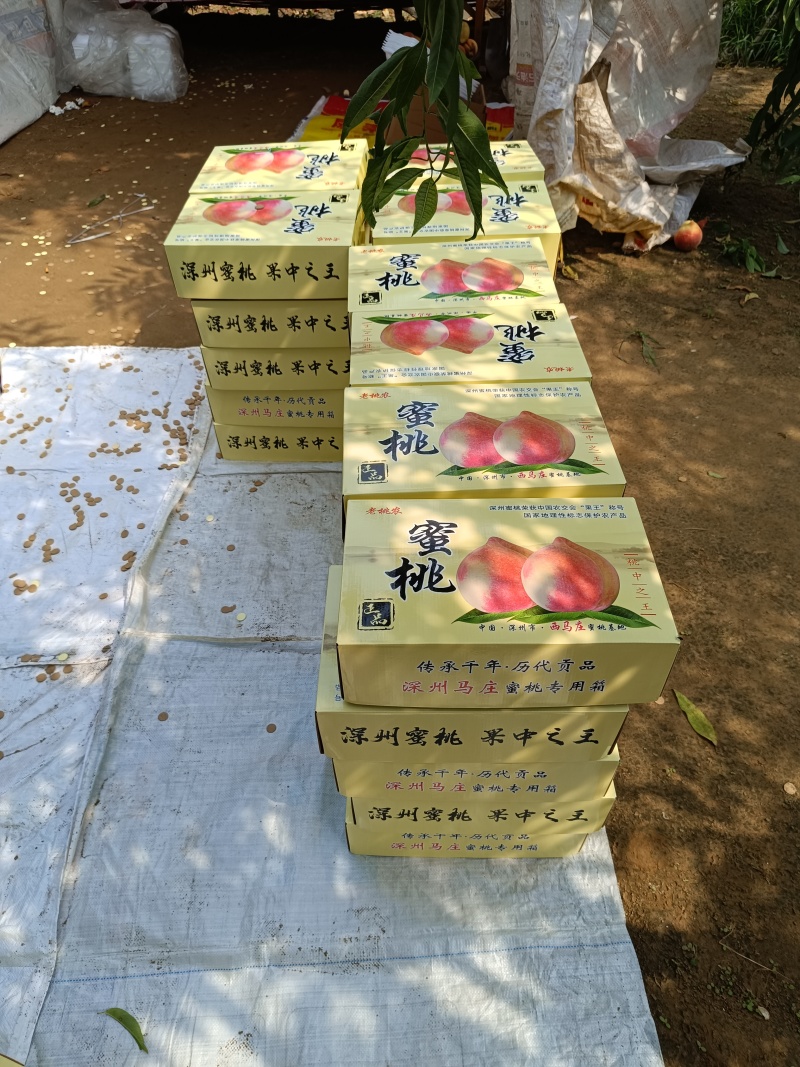 深州蜜桃，现摘现发