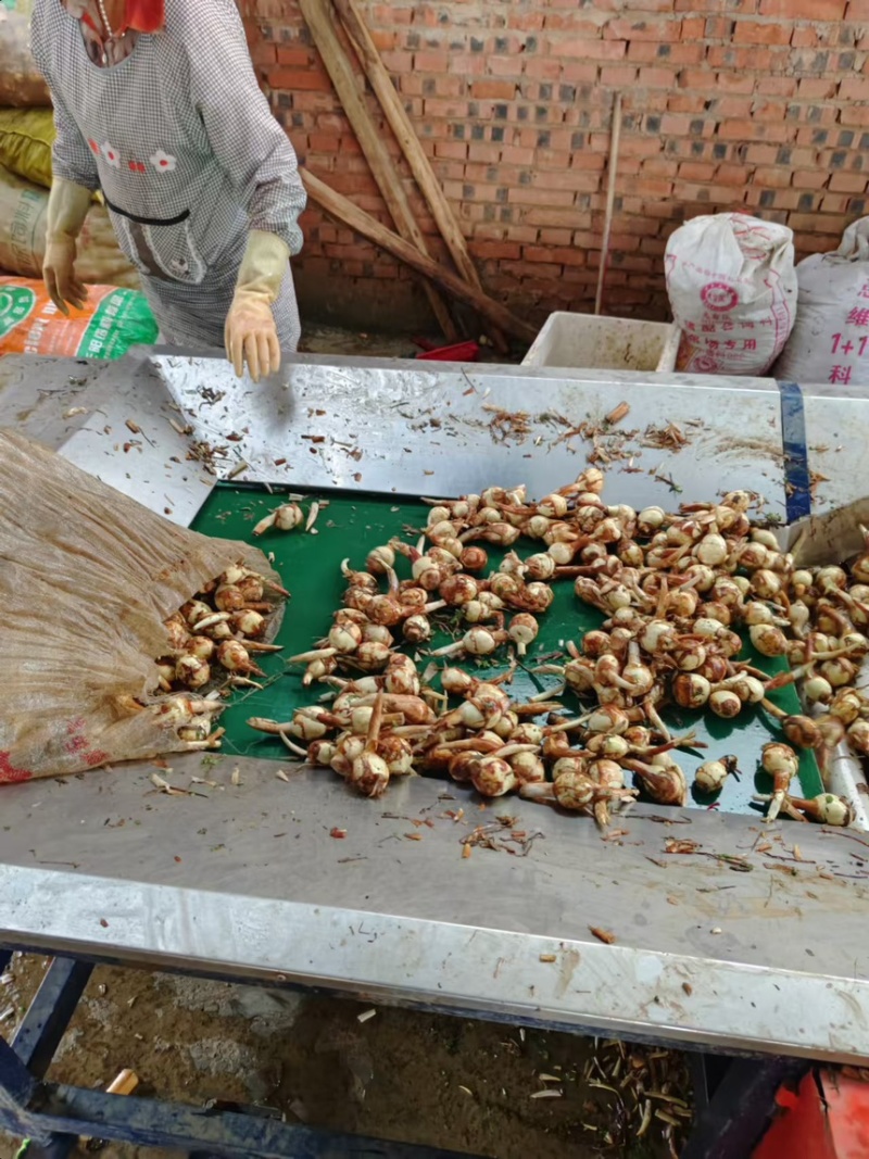 【精品】云南慈姑产地直发自家种植可按需打包，量大从优