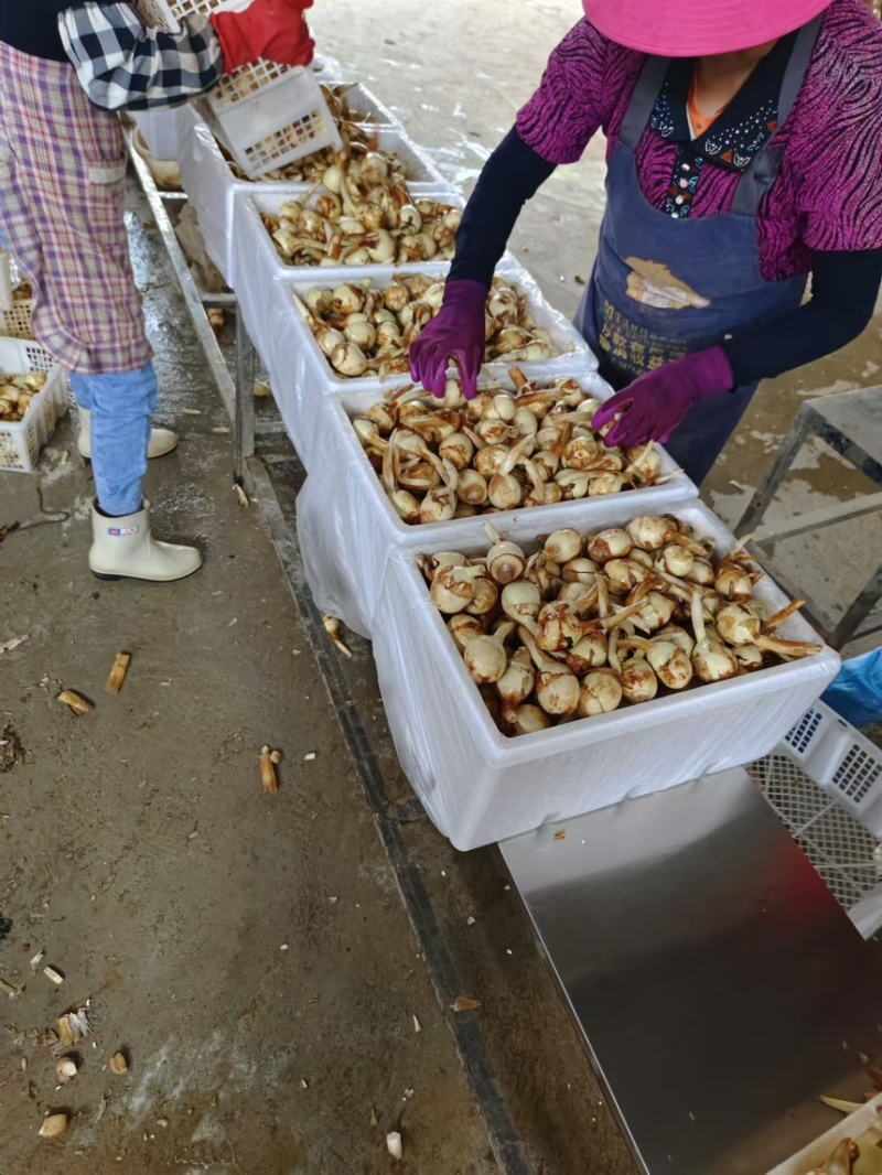 【精品】云南慈姑产地直发自家种植可按需打包，量大从优
