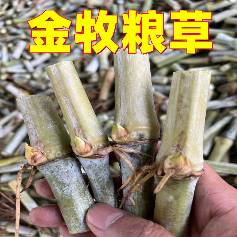 新型皇竹草节苗产地直销，价格优惠种植简单，可生长多年