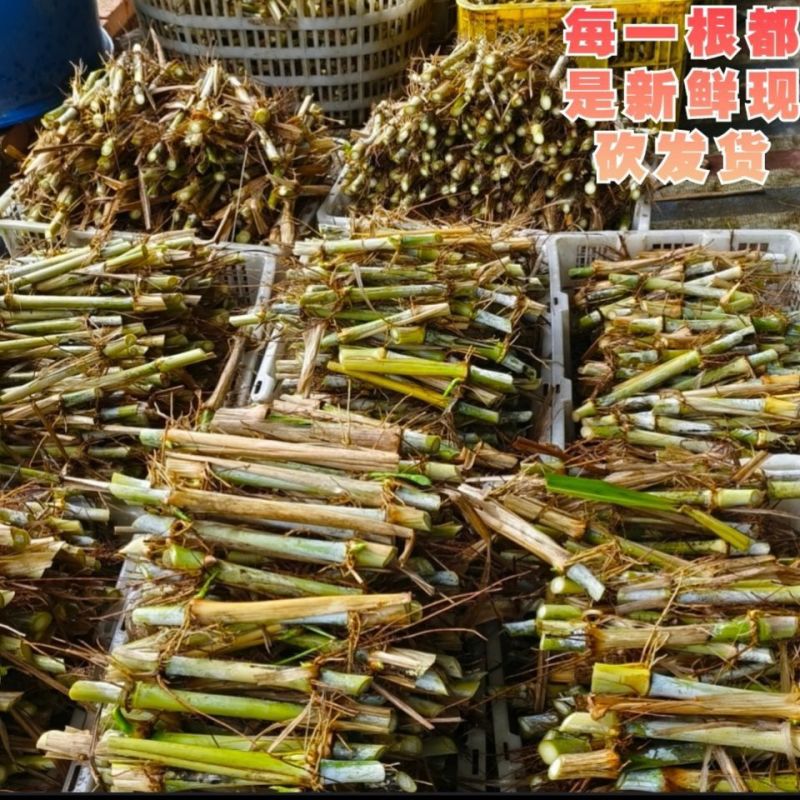 新型皇竹草节苗产地直销，价格优惠种植简单，可生长多年