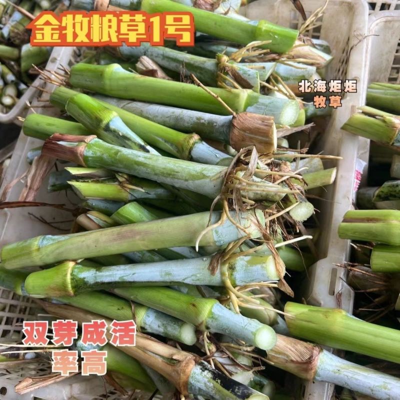 新型皇竹草节苗产地直销，价格优惠种植简单，可生长多年