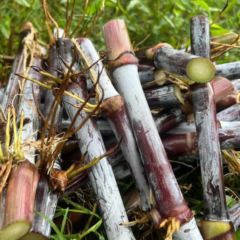 新型皇竹草节苗产地直销，价格优惠种植简单，可生长多年