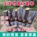 新型皇竹草节苗产地直销，价格优惠种植简单，可生长多年