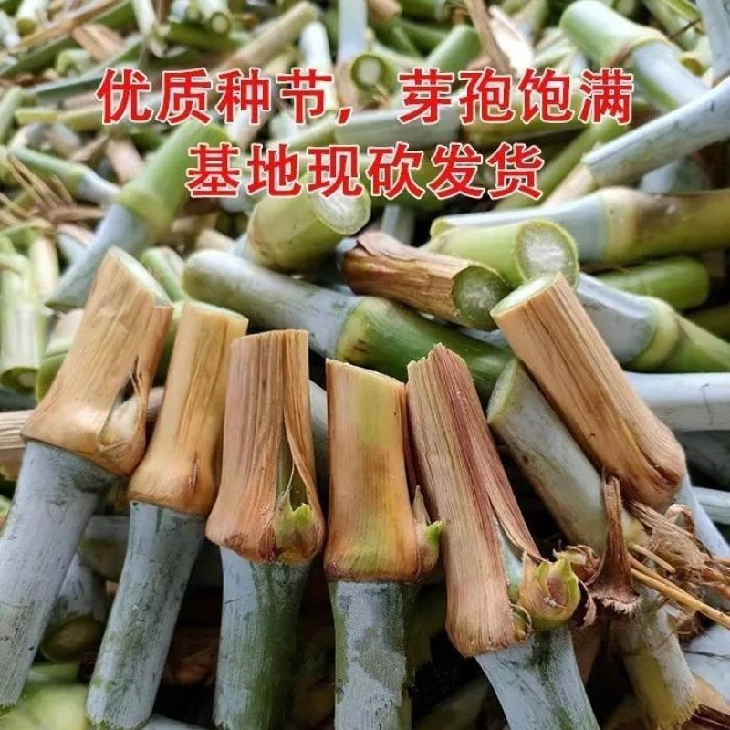 新型皇竹草节苗产地直销，价格优惠种植简单，可生长多年