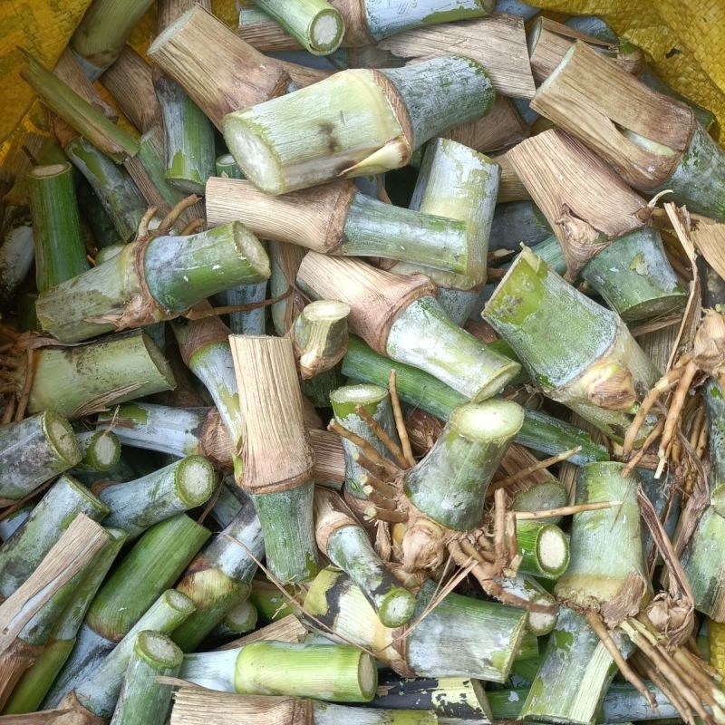 新型皇竹草节苗产地直销，价格优惠种植简单，可生长多年