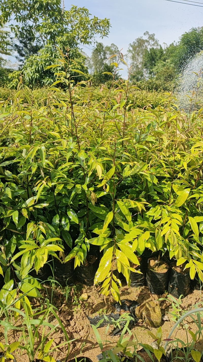 红椎种苗