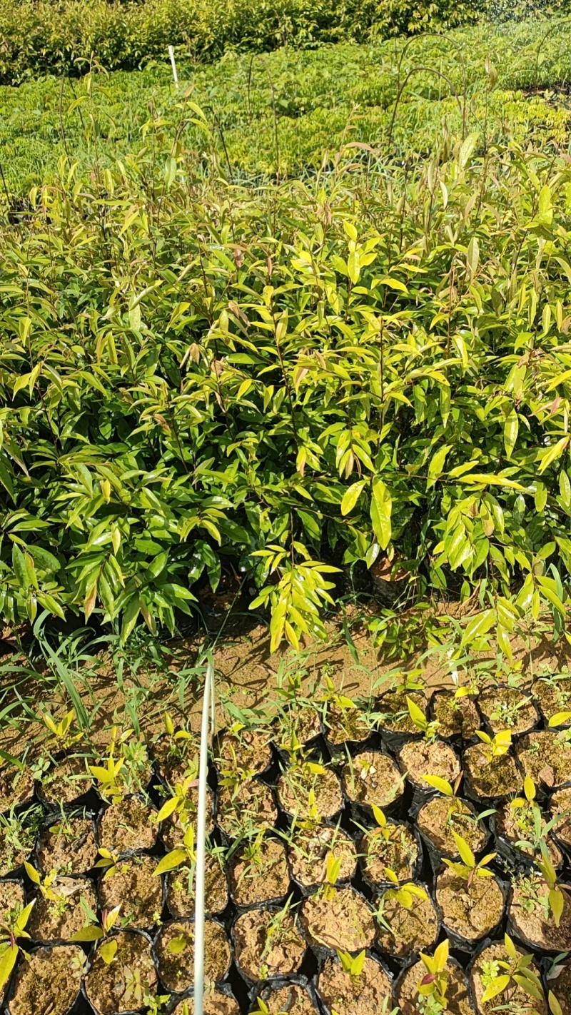 红椎种苗