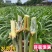 新型皇竹草节苗产地直销，价格优惠种植简单，可生长多年
