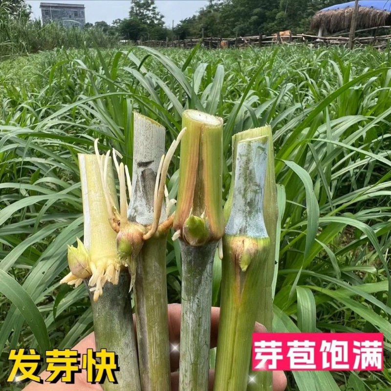新型皇竹草节苗产地直销，价格优惠种植简单，可生长多年