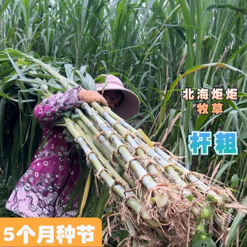 正宗耐寒耐旱巨菌草含糖量叶片宽大无毛适合养殖牛羊猪马鸡鸭