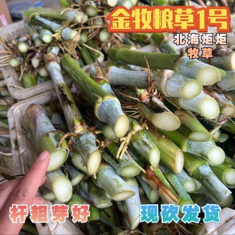 正宗耐寒耐旱巨菌草含糖量叶片宽大无毛适合养殖牛羊猪马鸡鸭