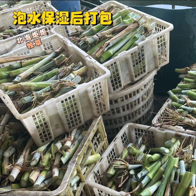 正宗耐寒耐旱巨菌草含糖量叶片宽大无毛适合养殖牛羊猪马鸡鸭