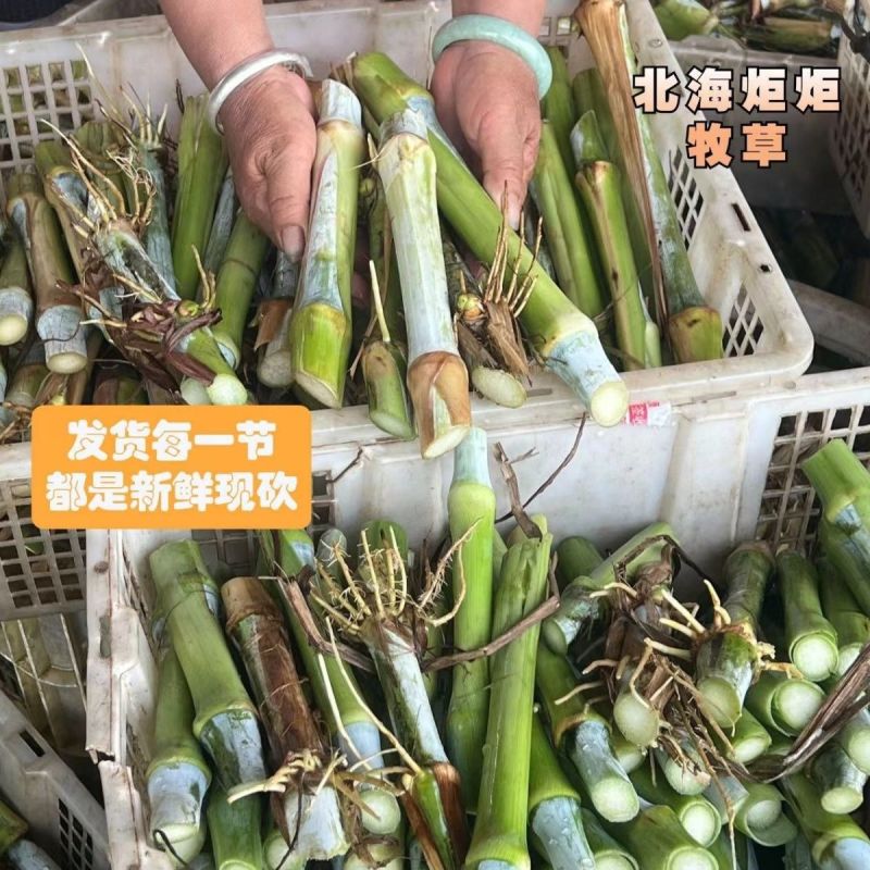 正宗耐寒耐旱巨菌草含糖量叶片宽大无毛适合养殖牛羊猪马鸡鸭