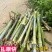 正宗耐寒耐旱巨菌草含糖量叶片宽大无毛适合养殖牛羊猪马鸡鸭