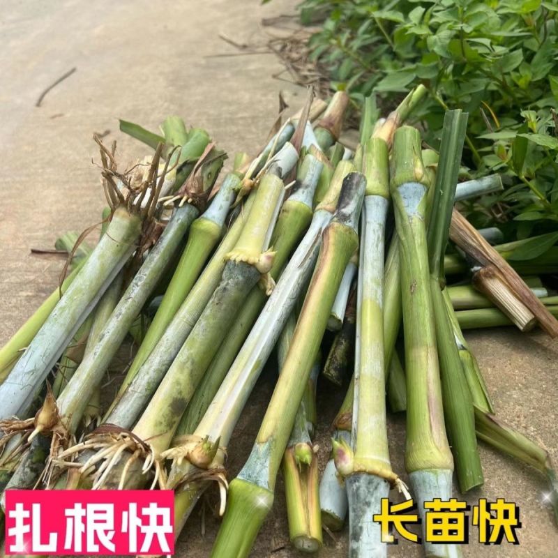 正宗耐寒耐旱巨菌草含糖量叶片宽大无毛适合养殖牛羊猪马鸡鸭