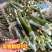 正宗耐寒耐旱巨菌草含糖量叶片宽大无毛适合养殖牛羊猪马鸡鸭
