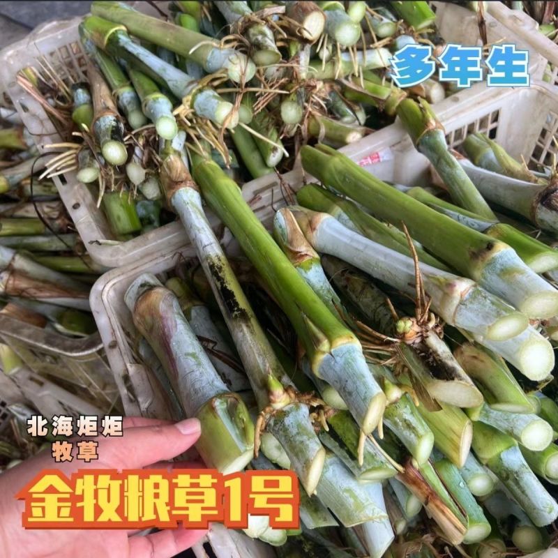 正宗耐寒耐旱巨菌草含糖量叶片宽大无毛适合养殖牛羊猪马鸡鸭