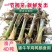 正宗耐寒耐旱巨菌草含糖量叶片宽大无毛适合养殖牛羊猪马鸡鸭