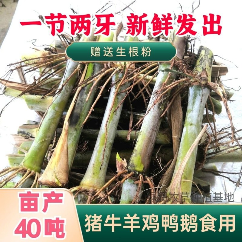 正宗耐寒耐旱巨菌草含糖量叶片宽大无毛适合养殖牛羊猪马鸡鸭