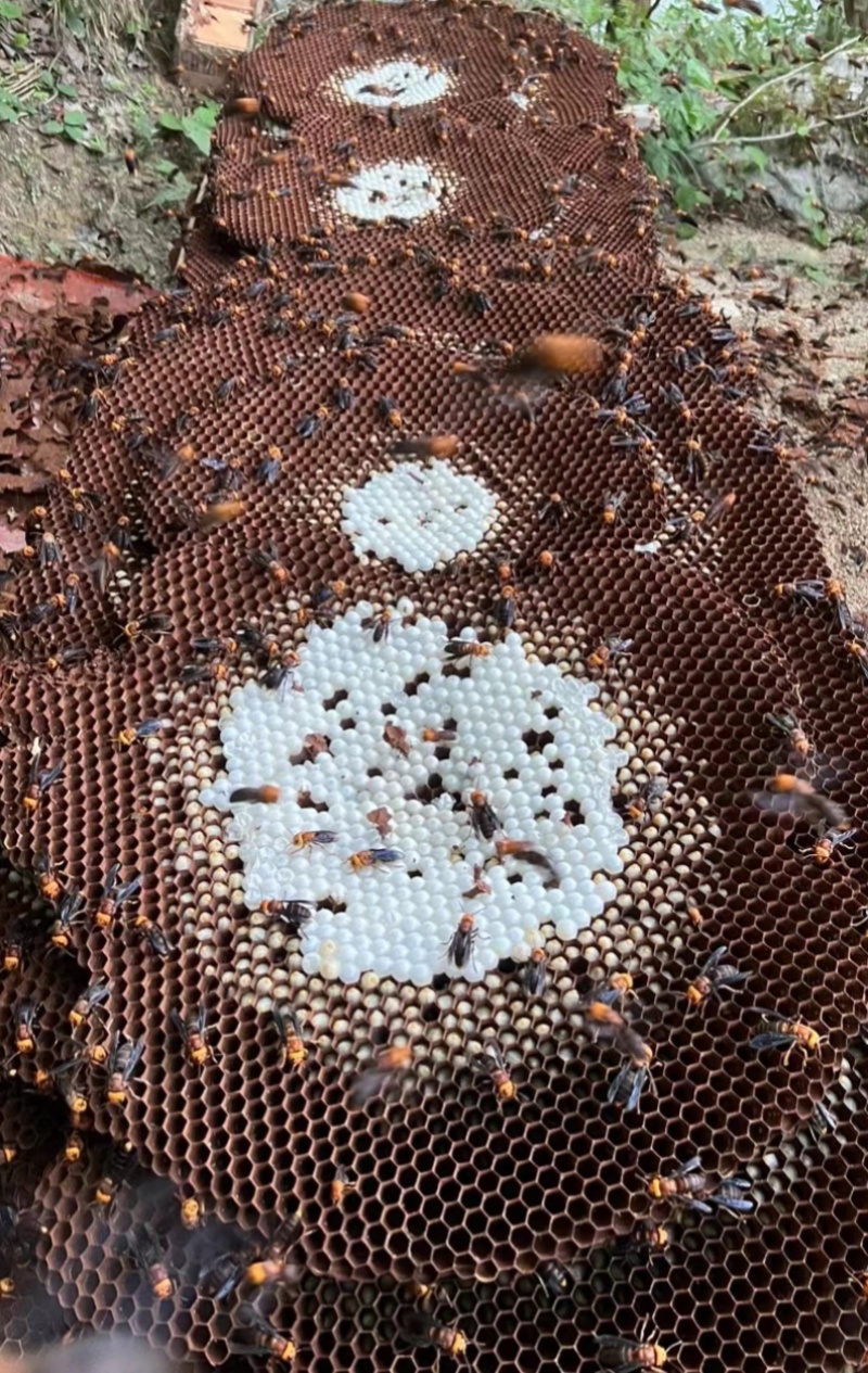 云南省红河州蒙自市出售红娘蜂蛹蜂王（量大从优质量保证）