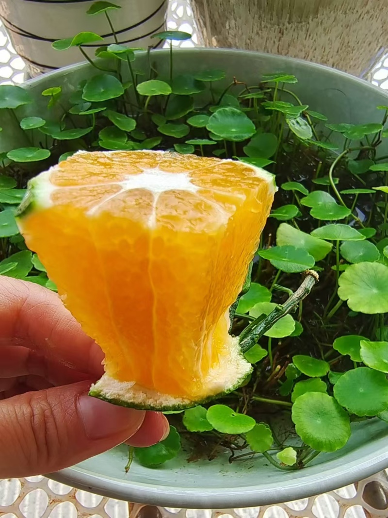 普早蜜橘，细皮，提供选果，分集，摆框，55起