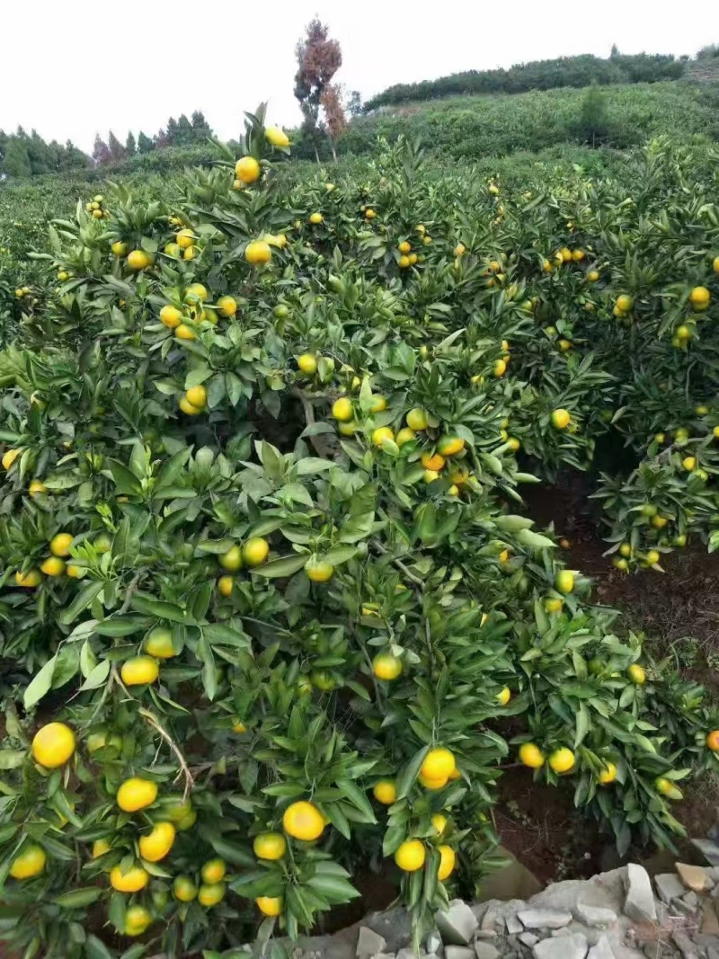 四川蜜橘高山蜜橘产地一手货源量大从优全国发货