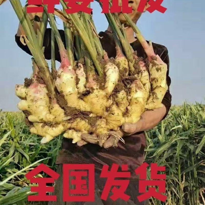 鲜姜代收代发代存入库1:1配资全国发货坏烂包赔