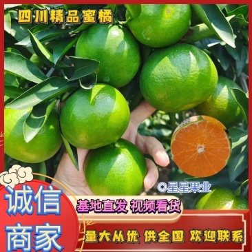 四川精品蜜橘货源充足量大从优品质保证供全国商超