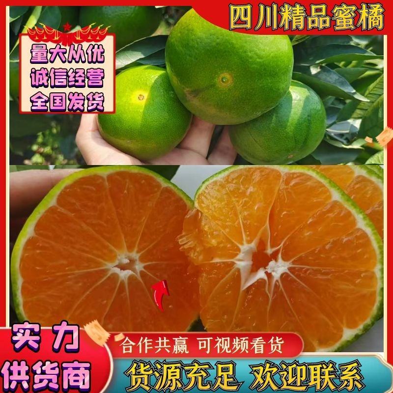 四川蜜橘高山蜜橘产地一手货源量大从优全国发货