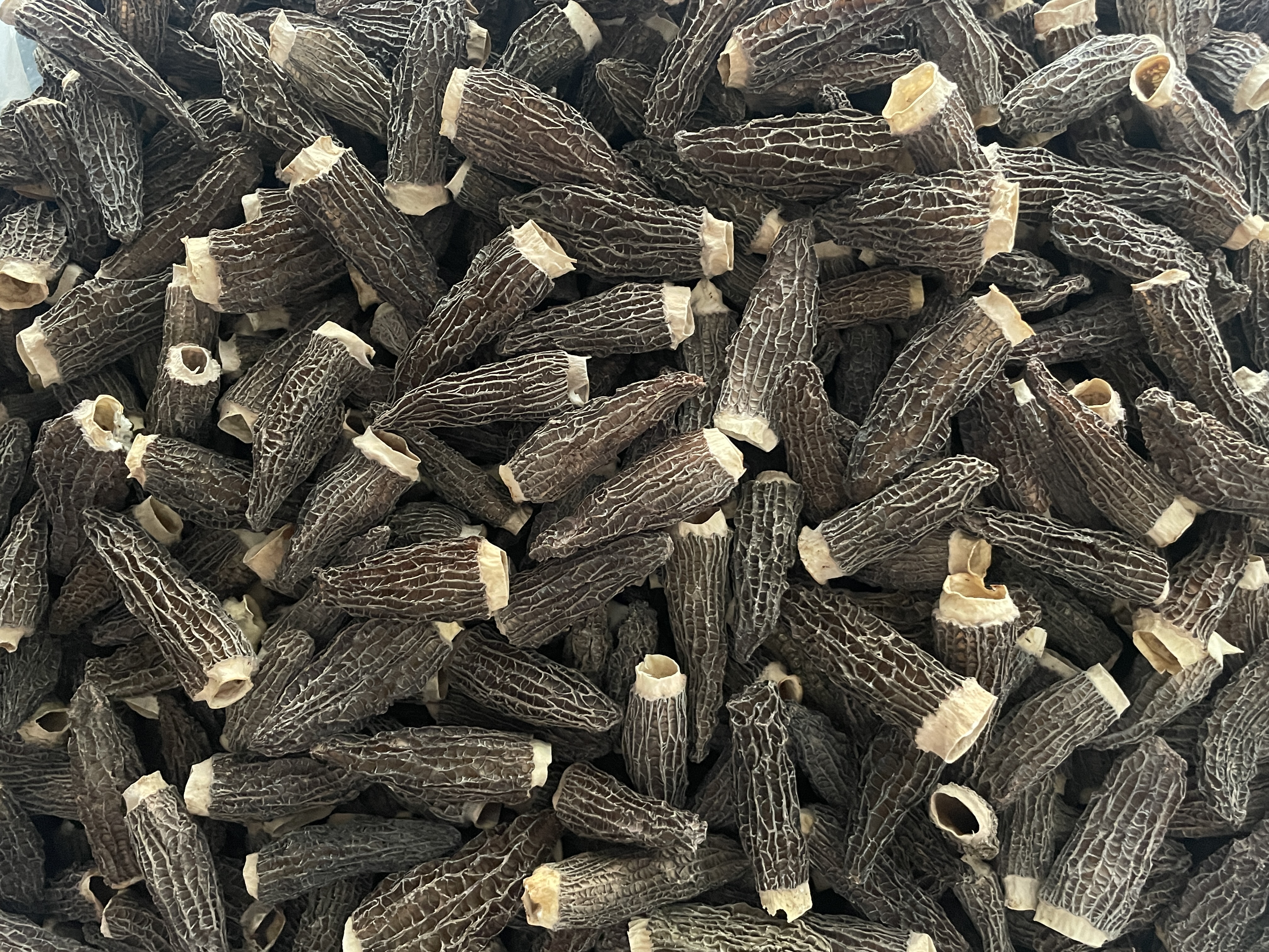 特写镜头:手持天然软毛刷,从羊肚菌菌盖顶部向菌柄方向轻柔单向刷拭,刷毛深入蜂窝孔隙,背景为原木砧板与竹筛,体现干法清洁的专业性 干刷羊肚菌表面浮尘操作特写