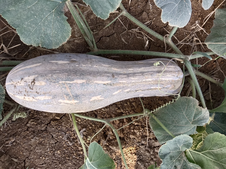 蜜本1号南瓜果实特写