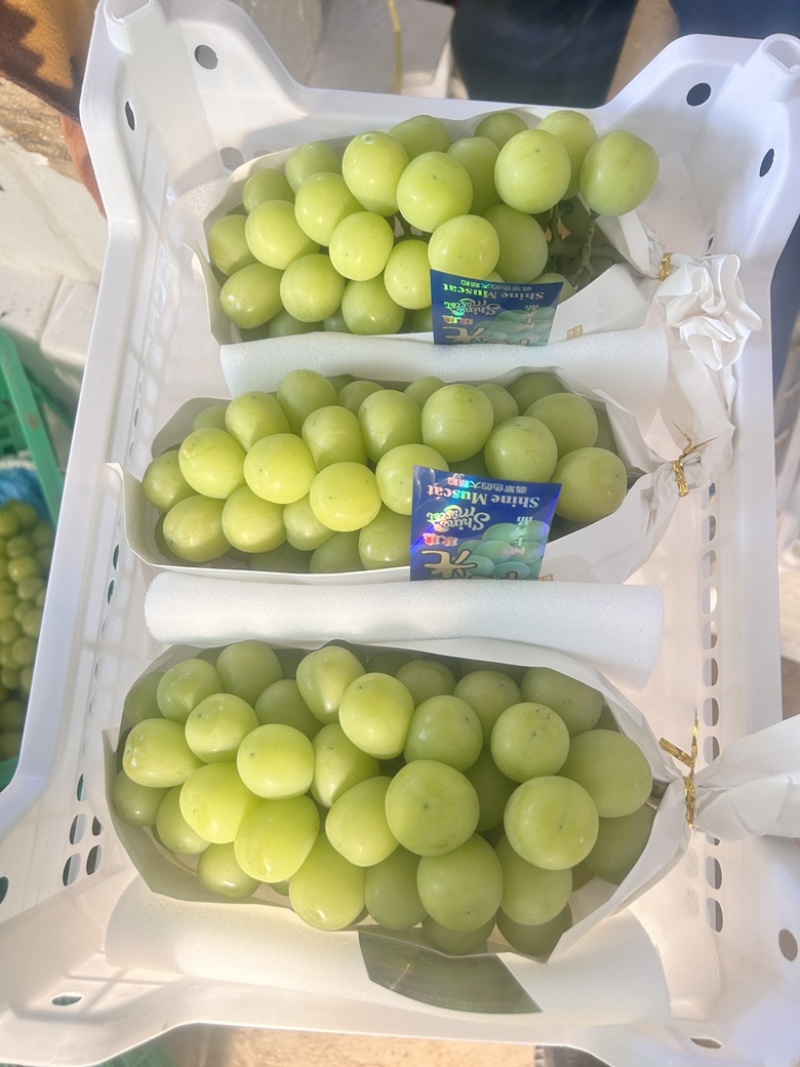 精品阳光玫瑰