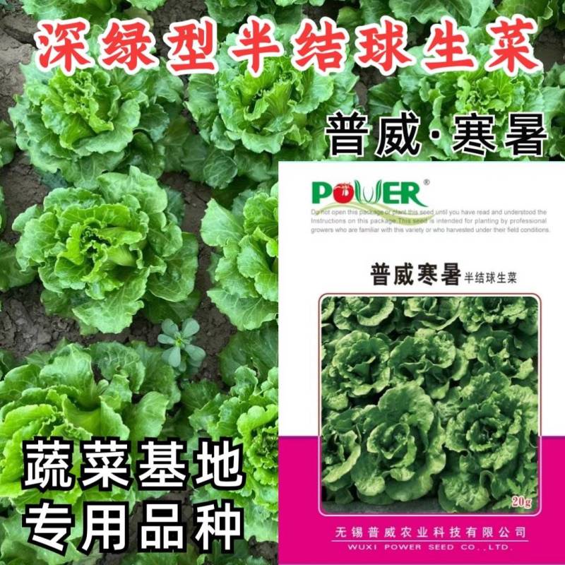 深绿生菜种子普威寒暑生菜耐热耐寒半结球四季意大利生菜种子