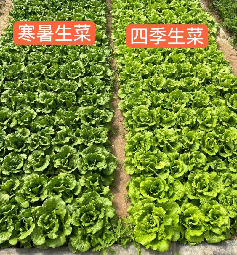 深绿生菜种子普威寒暑生菜耐热耐寒半结球四季意大利生菜种子