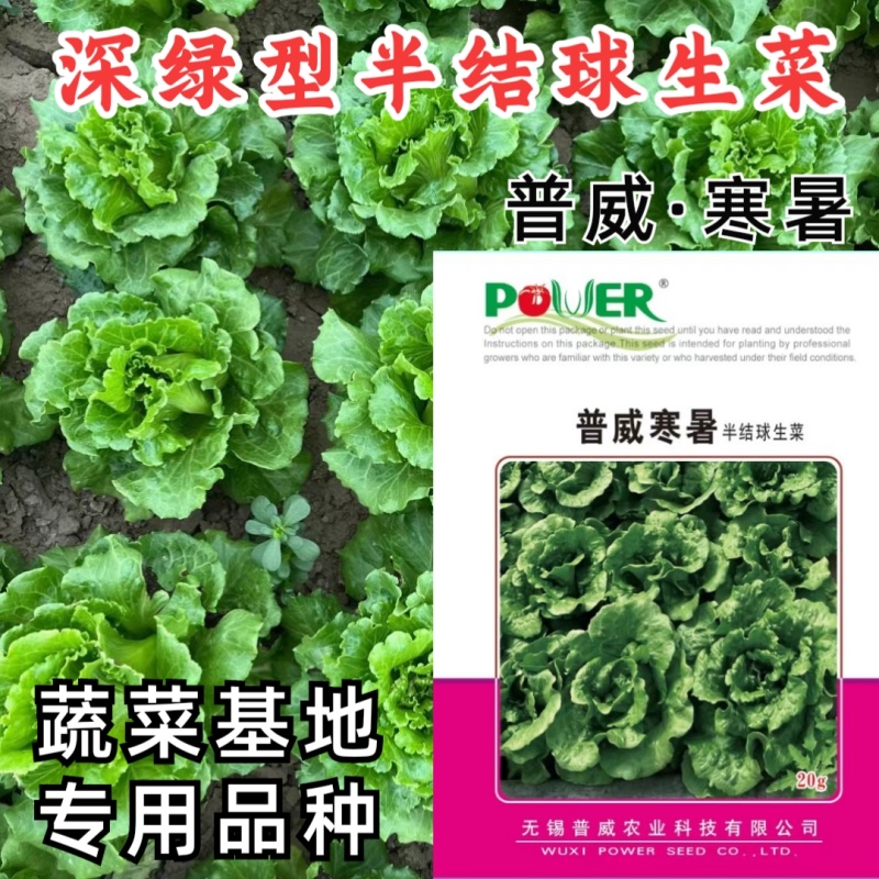 深绿生菜种子普威寒暑生菜耐热耐寒半结球四季意大利生菜种子