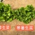 深绿生菜种子普威寒暑生菜耐热耐寒半结球四季意大利生菜种子