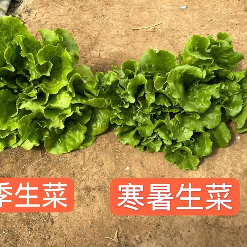深绿生菜种子普威寒暑生菜耐热耐寒半结球四季意大利生菜种子