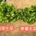 深绿生菜种子普威寒暑生菜耐热耐寒半结球四季意大利生菜种子