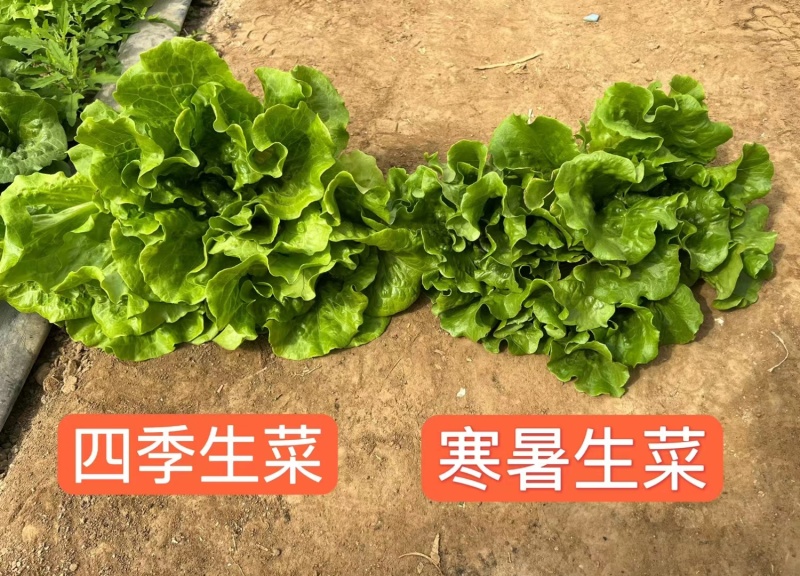 深绿生菜种子普威寒暑生菜耐热耐寒半结球四季意大利生菜种子