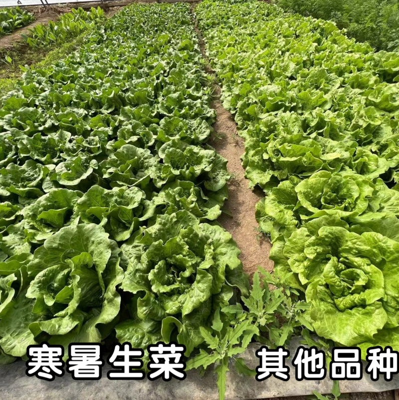 深绿生菜种子普威寒暑生菜耐热耐寒半结球四季意大利生菜种子