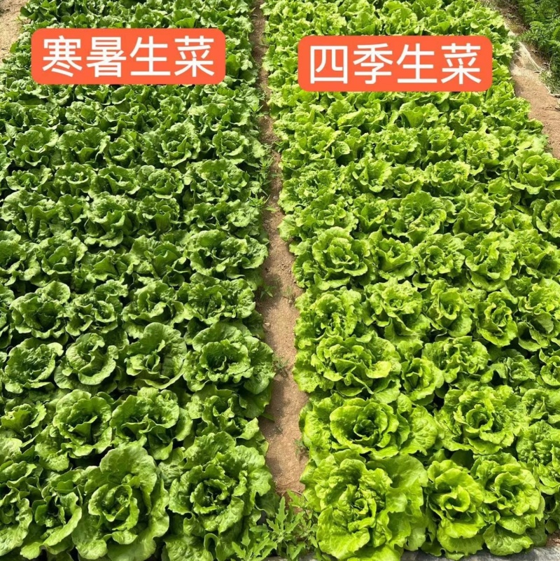 深绿生菜种子普威寒暑生菜耐热耐寒半结球四季意大利生菜种子