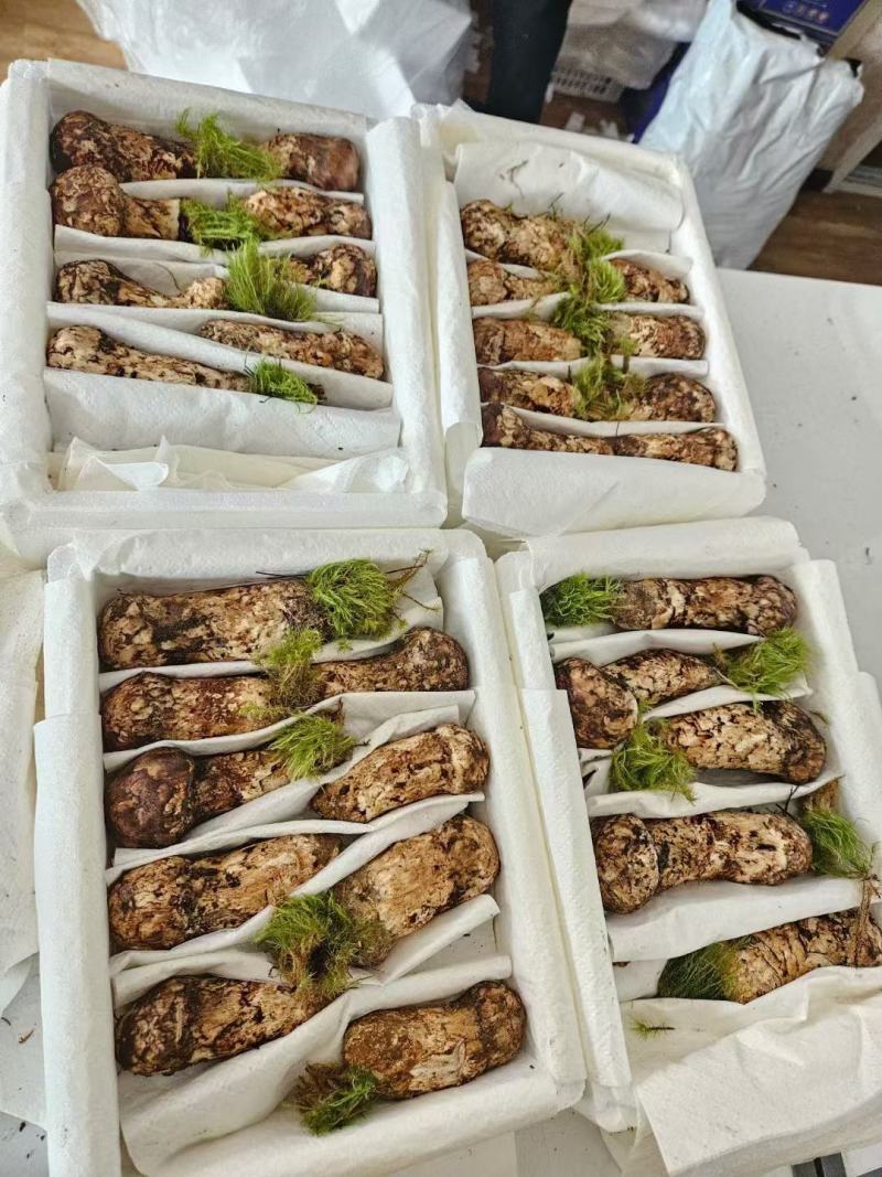 香格里拉松茸，一件代发，全国发货，顺丰包邮！