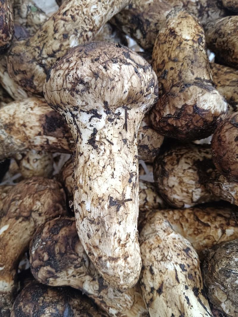 香格里拉松茸，一件代发，全国发货，顺丰包邮！