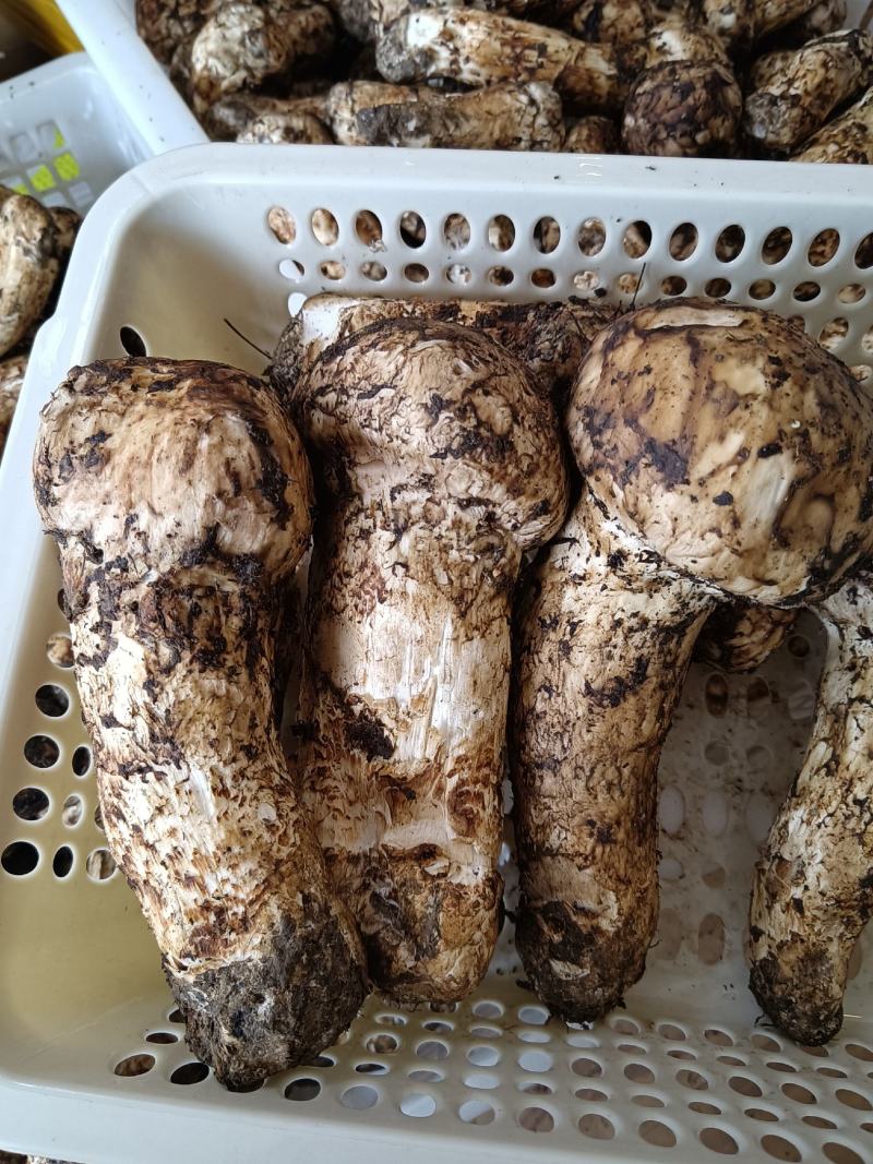香格里拉松茸，一件代发，全国发货，顺丰包邮！