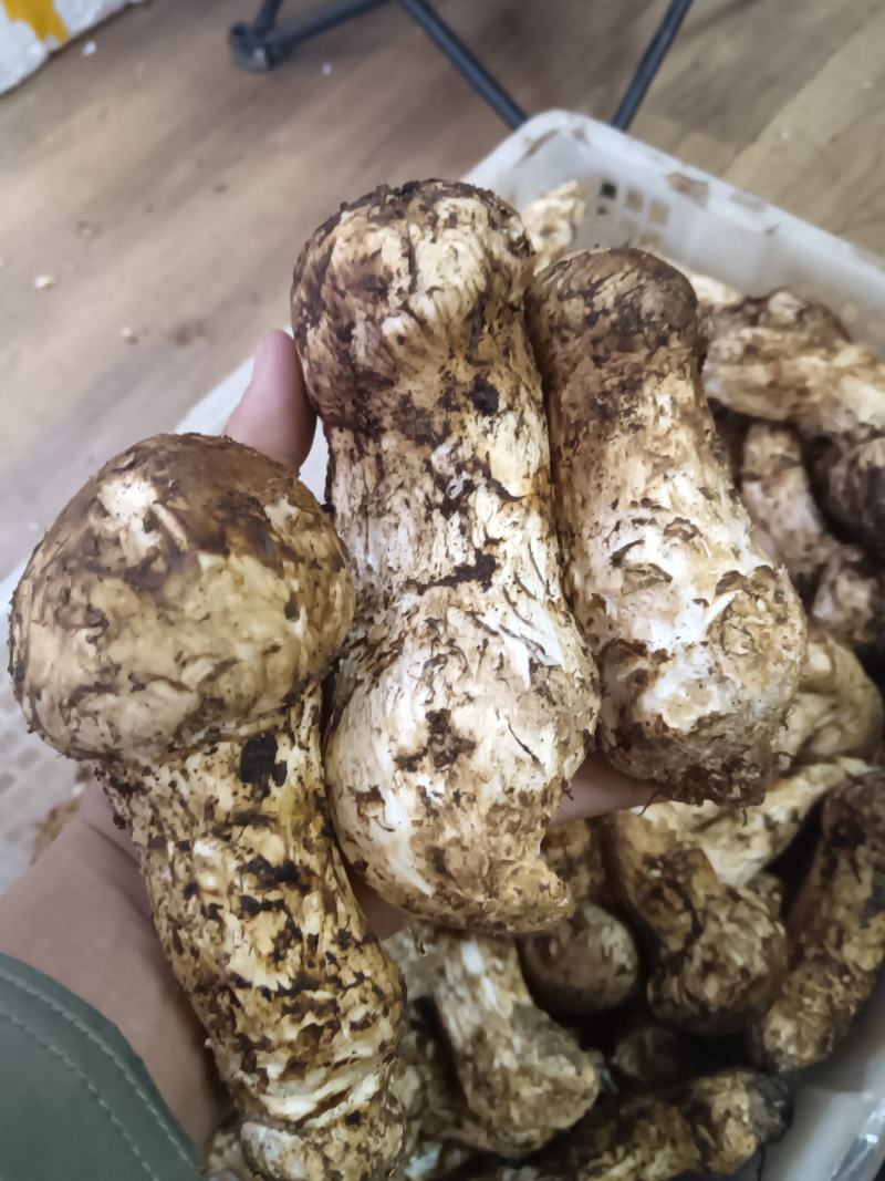 香格里拉松茸，一件代发，全国发货，顺丰包邮！